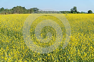 Beautiful landscape yellow flower field known as sunn hemp, Ind