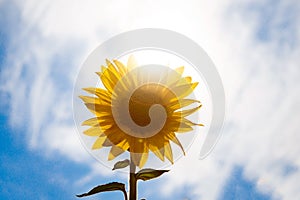 Beautiful landscape of yellow flowers of a sunflower, Against the background of the blue sky and clouds