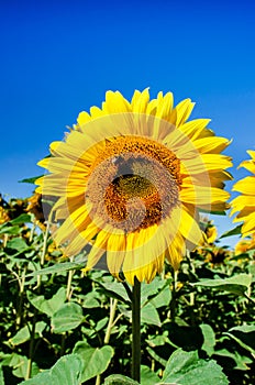 Beautiful landscape with yellow sunflower in the field on a background of blue sky colors of the Ukrainian national flag -