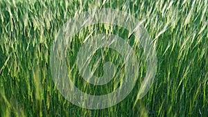 Beautiful landscape, young fresh green crops, ears of wheat, rye swaying in the wind at sunset in farm field