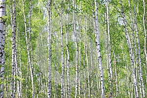 Beautiful landscape with young juicy green birches with green leaves and with black and white birch trunks in sunlight