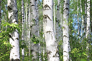 Beautiful landscape with young juicy green birches with green leaves and with black and white birch trunks in sunlight