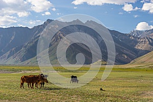 Beautiful landscape of Zanskar valley with many cow in summer, L