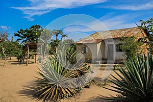 Beautiful landscaped courtyard with a village house and tropical plants in the Ugandan