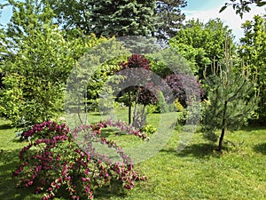 Beautiful landscaped garden with evergreens and blossom greenery. Pink flowers of Weigela Bristol Ruby in foreground. Purple leave