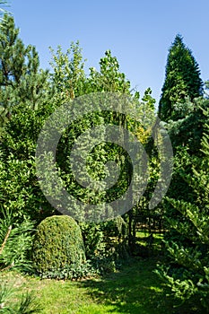 Beautiful landscaped garden with evergreens. Boxwood trees and thuja occidentalis, Juniperus communis Horstmann in center