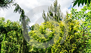 Beautiful landscaped garden with evergreens. Thuja occidentalis Yellow Ribbon and Acer Palmatum. Austrian or Black pine