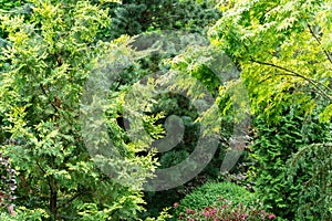 Beautiful landscaped garden with multicolor evergreens. Example using  yellow leaves of western thuja, blue needles