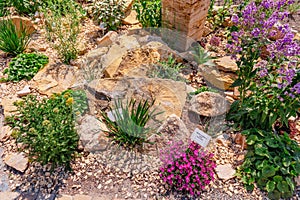 Beautiful landscaped natural garden with plants, succulents, rocks and stones