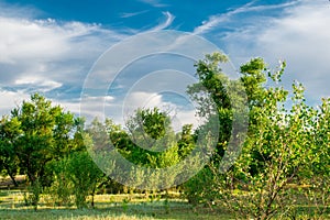 Beautiful landscapes of Russia. Rostov region. Colorful places. Green vegetation and rivers with lakes and swamps. Forests and mea