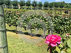 Beautiful vineyards with wonderful grapes photo