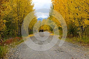 Beautiful Lane in the Autumn in the Yukon