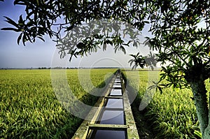 Beautiful lanscape of paddy field under the tree, blue sky, cloud and water canal