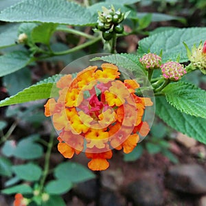 beautiful lantana flowers with strong stems support several orange flowers in the garden photo