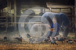 Beautiful Laos woman feeding chickens in countryside on farm background.