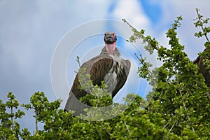 Beautiful lappet-faced vulture
