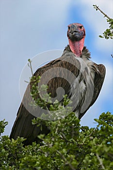 Beautiful lappet-faced vulture