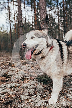 Beautiful large Alaskan Malamute with tongue in the forest - mans best friend