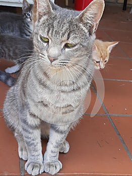 Beautiful Large Australian Misted Tabby Cat