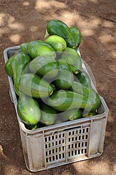 Beautiful, large avocados or Persea americana, from Hall or Choquette variety, in a plastic storage bin