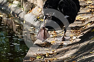 A beautiful large black swan walks near the pond, an elegant animal of rich black color with a red beak, a fabulous bird with