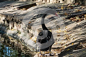 A beautiful large black swan walks near the pond, an elegant animal of rich black color with a red beak, a fabulous bird with