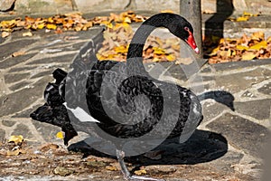 A beautiful large black swan walks near the pond, an elegant animal of rich black color with a red beak, a fabulous bird