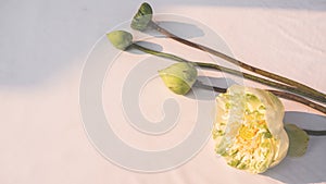 Beautiful large blooming white water lily flower isolate in white background with day light shining . Natural lover wedding day