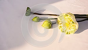 Beautiful large blooming white water lily flower isolate in white background with day light shining . Natural lover wedding day