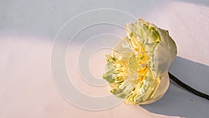 Blooming white water lily flower isolate in whte background with day light shining . Natural lover wedding day