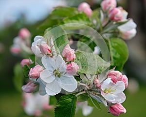 A beautiful large branch of a blooming spring apple tree with delicate white and pink flowers.