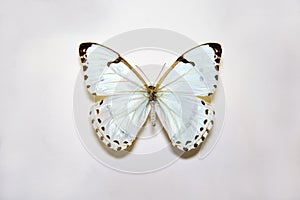 Beautiful large bright butterfly Morpho calendarius white with black spots on the perimeter of the wings isolated on a white backg