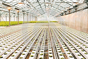 Beautiful large bright greenhouse. A lot of lettuce seedlings