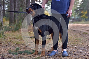 Beautiful large brown dog mestizo rottweiler