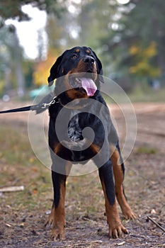 Beautiful large brown dog mestizo rottweiler