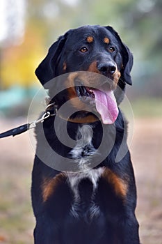 Beautiful large brown dog mestizo rottweiler