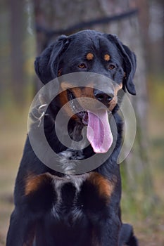 Beautiful large brown dog mestizo rottweiler