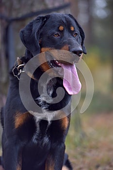 Beautiful large brown dog mestizo rottweiler