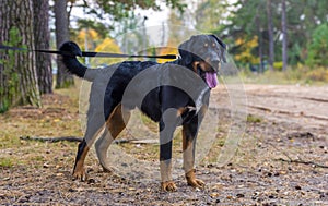 Beautiful large brown dog mestizo rottweiler