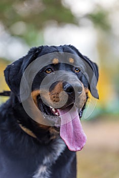 Beautiful large brown dog mestizo rottweiler