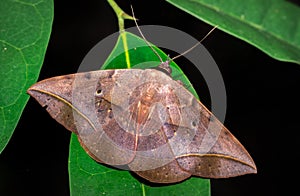 Beautiful Moth sitting resting, Nosy Komba, Madagascar photo