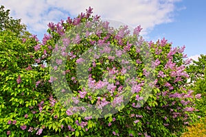 Beautiful large bush of blooming lilacs against the blue sky. The concept of nature, ecology and spring flowers.