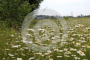 A beautiful large chamomile field against the background of a forest on a hot summer day.