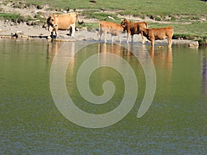 Beautiful large cows and well nourished by the green pastures of the mountain photo