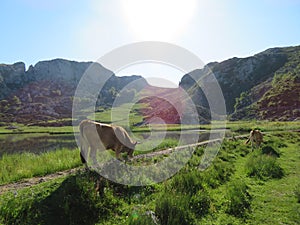 Beautiful large cows and well nourished by the green pastures of the mountain photo