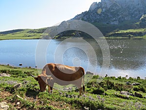 Beautiful large cows and well nourished by the green pastures of the mountain photo