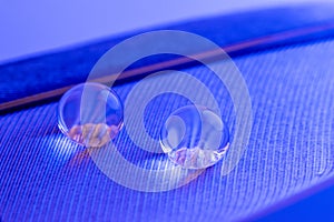 Beautiful large dew drops or rain on the poultry feather closeup