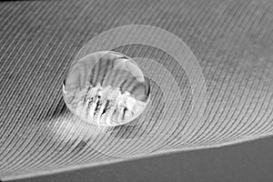 Beautiful large dew drops or rain on the poultry feather closeup