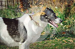 A beautiful large dog of mixed breed is white with black spots. Large portrait in profile