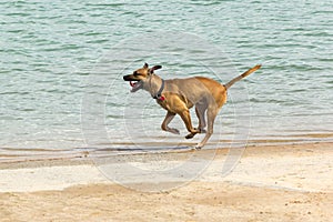 Beautiful large dog running along a shoreline